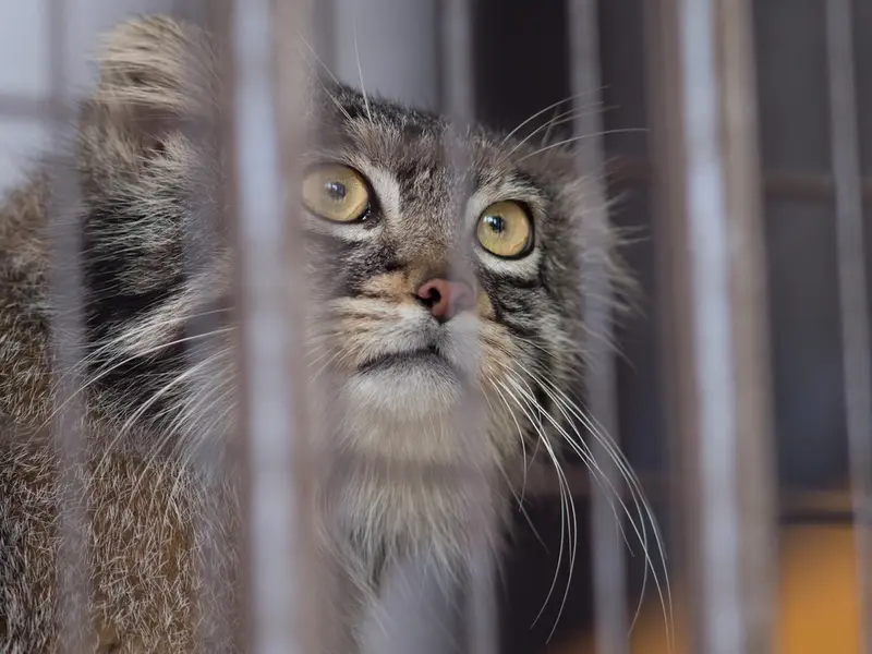 Фотография Фиги в Зоопарке Ногеяме