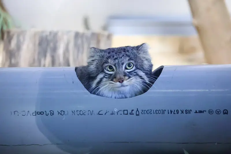 Фотография Фиги в Зоопарке Ногеяме