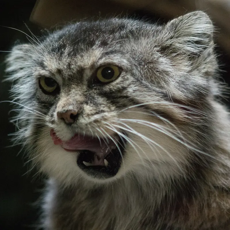 Фотография Примулы в Зоопарке Уено