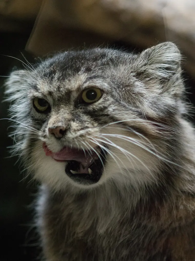 Фотография Примулы в Зоопарке Уено