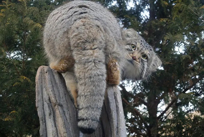 Фотография Нагому в Царстве Животных Насу