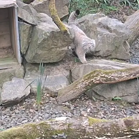 Фотография Алтая в Трегомерском Зоопарке