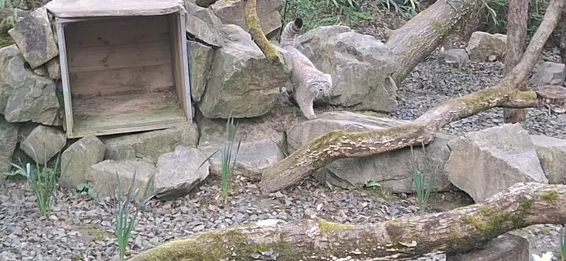 Фотография Алтая в Трегомерском Зоопарке