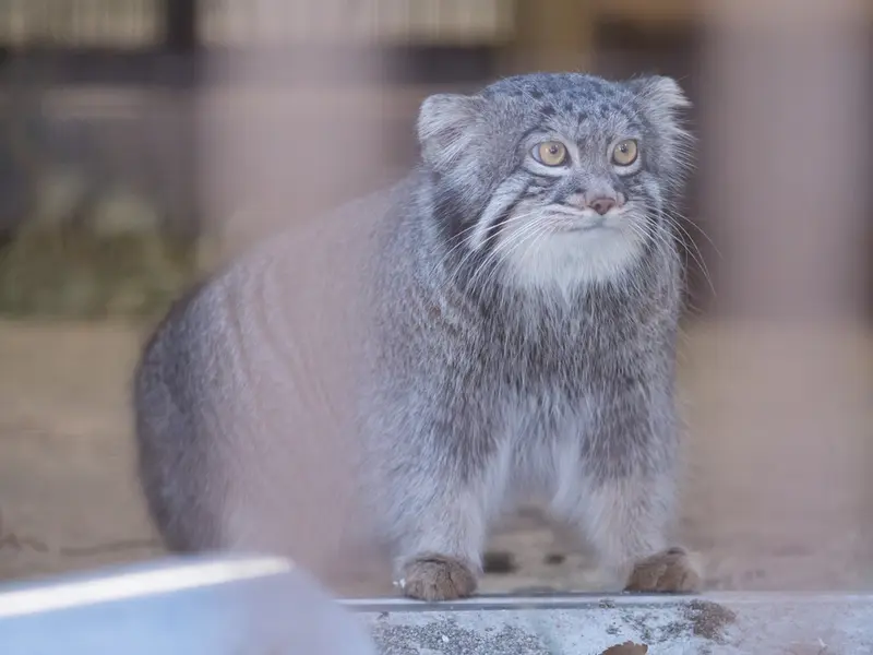 Фотография Фиги в Зоопарке Ногеяме