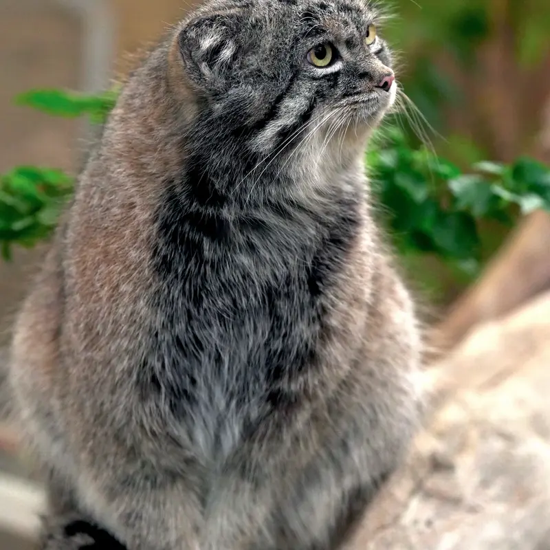 Фотография Нара в Царстве Животных Кобе