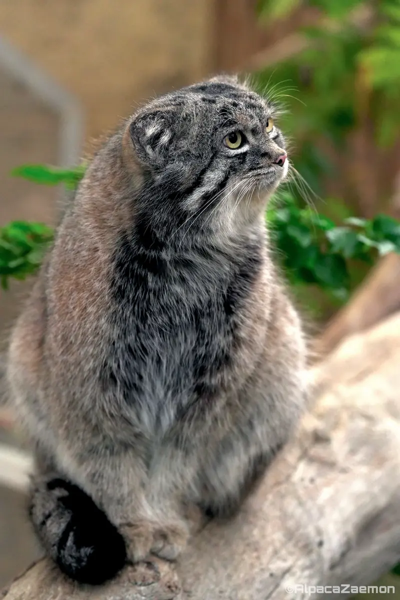 Фотография Нара в Царстве Животных Кобе