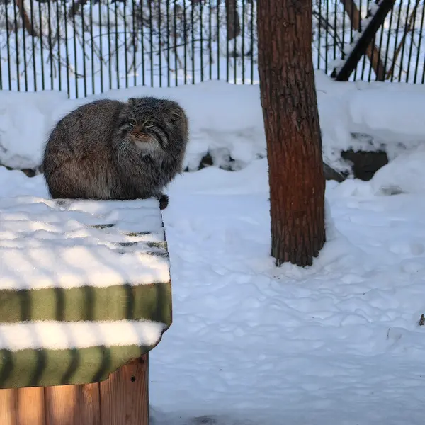 Фотография Лолошика 2024 Г.р. Ⅲ в Новосибирском Зоопарке