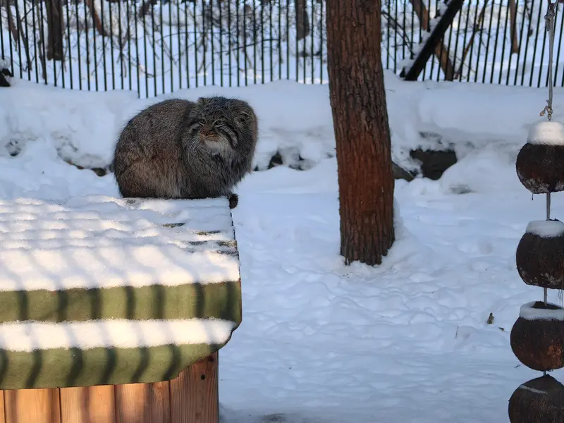 Фотография Лолошика 2024 Г.р. Ⅲ в Новосибирском Зоопарке