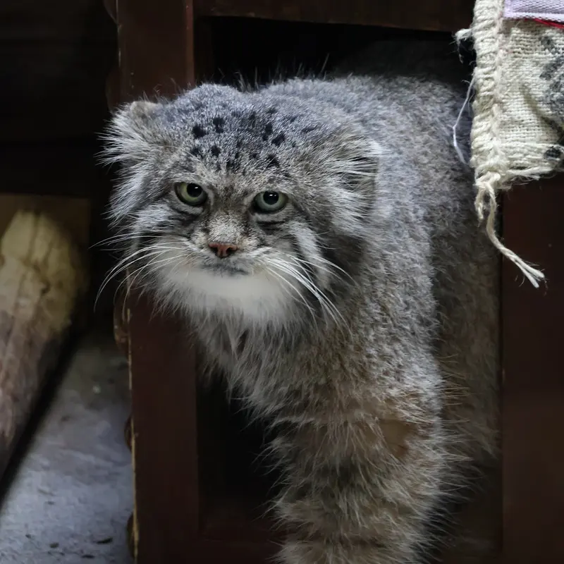 Фотография Клёна в Зоопарке Уено