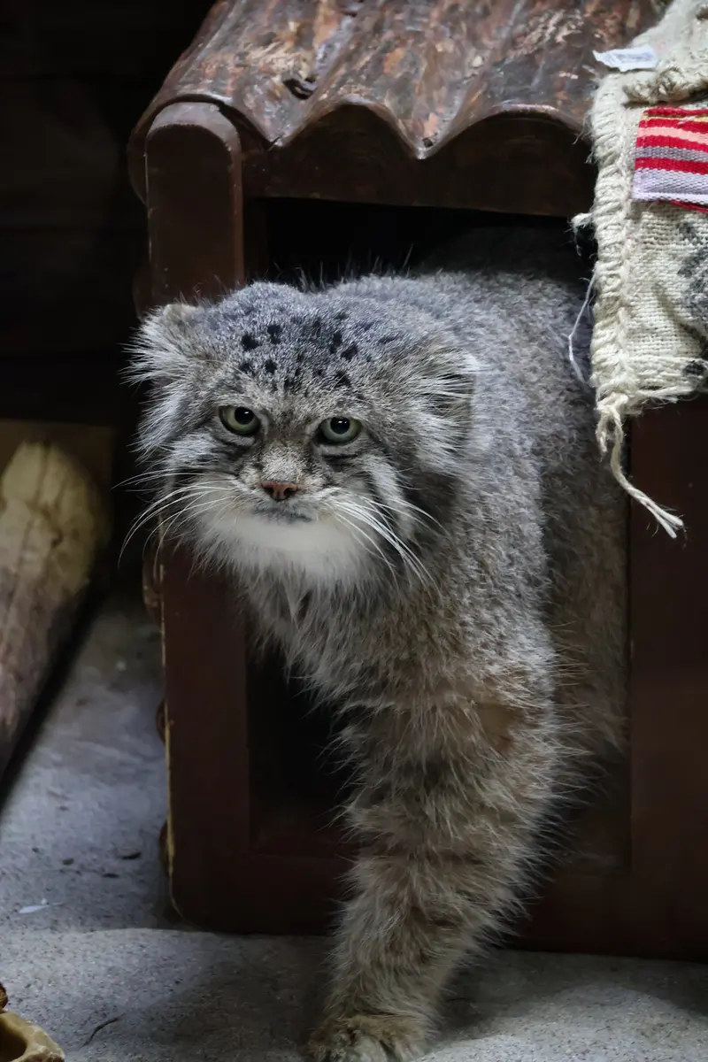 Фотография Клёна в Зоопарке Уено