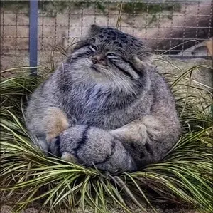 Фотография с манулом