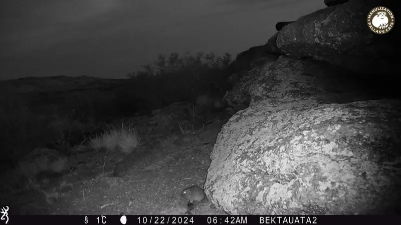 Фотография Казахскаи Пищухи с фотоловушки Бектауата 2