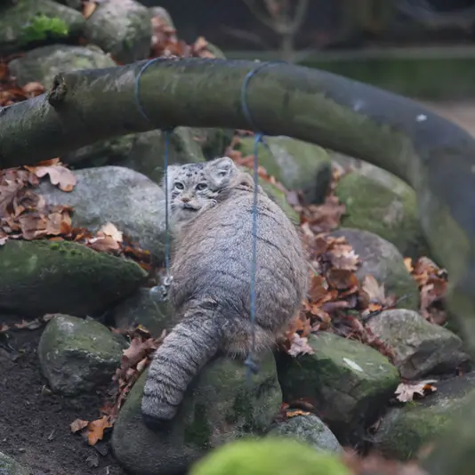 Фотография Мани в Познаньском Новом Зоопарке