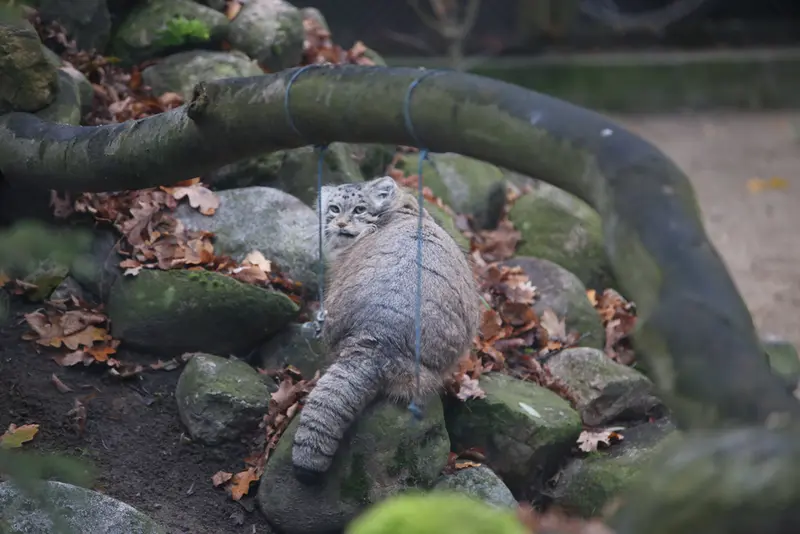 Фотография Мани в Познаньском Новом Зоопарке