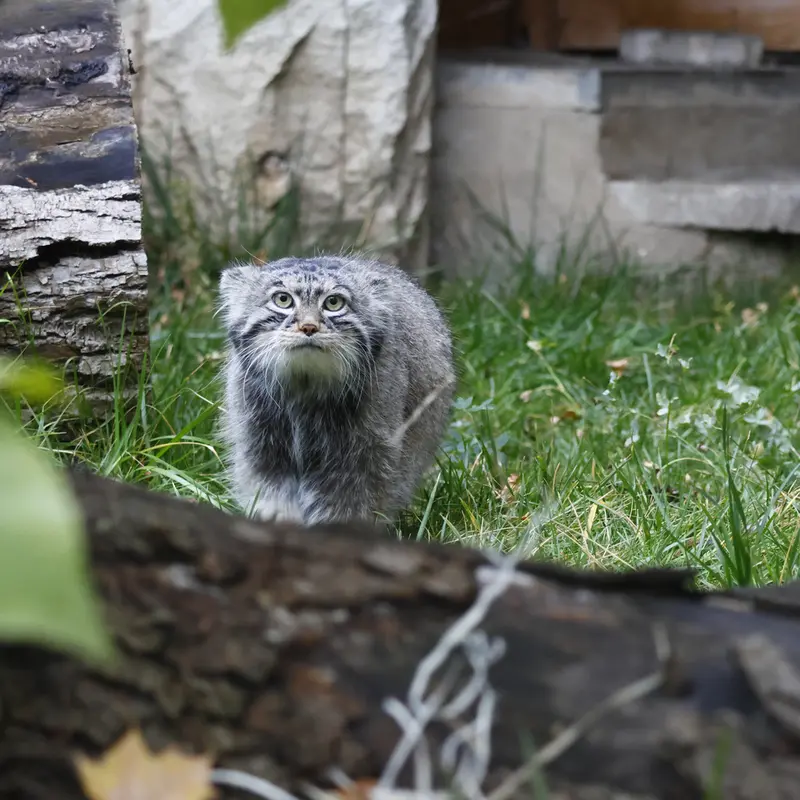 Фотография с манулом