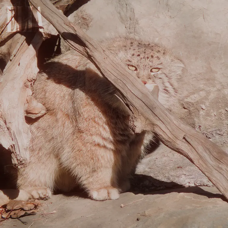 Фотография Олафа в Зоопарке Калгари / Институте Уайлдере