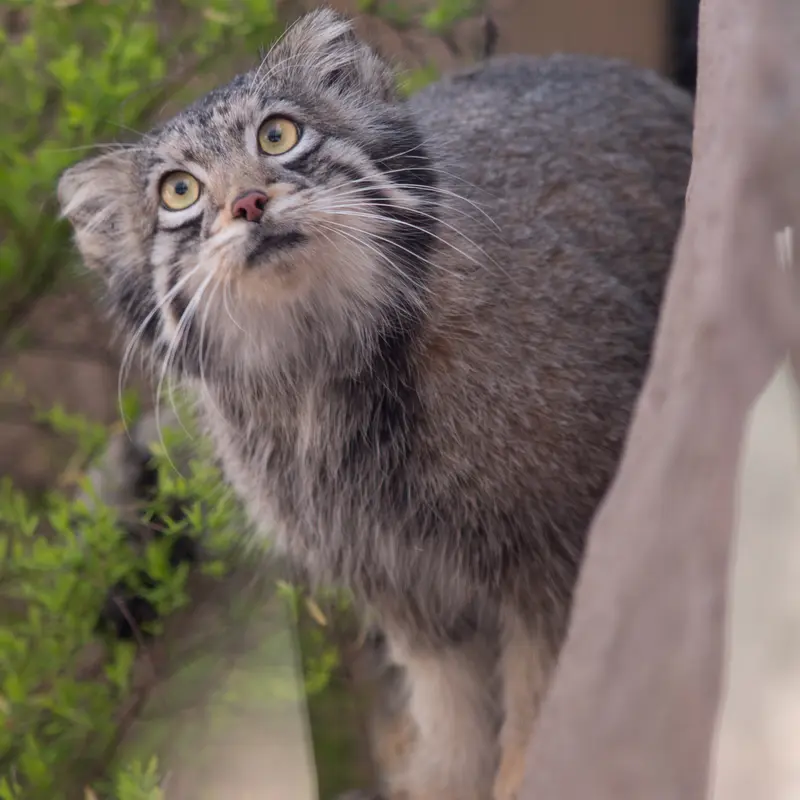 Фотография Ото в Детском зоопарке Сайтама