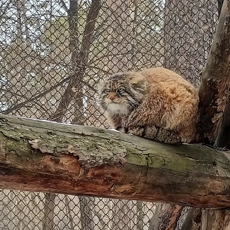 Фотография Жоры в Новосибирском Зоопарке