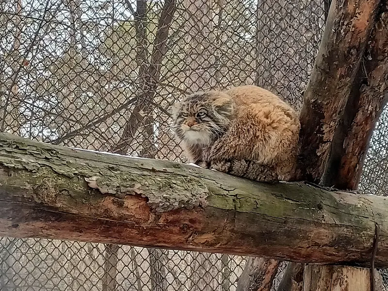 Фотография Жоры в Новосибирском Зоопарке