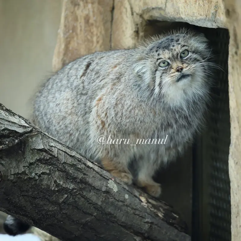 Фотография Полли в Царстве Животных Насу