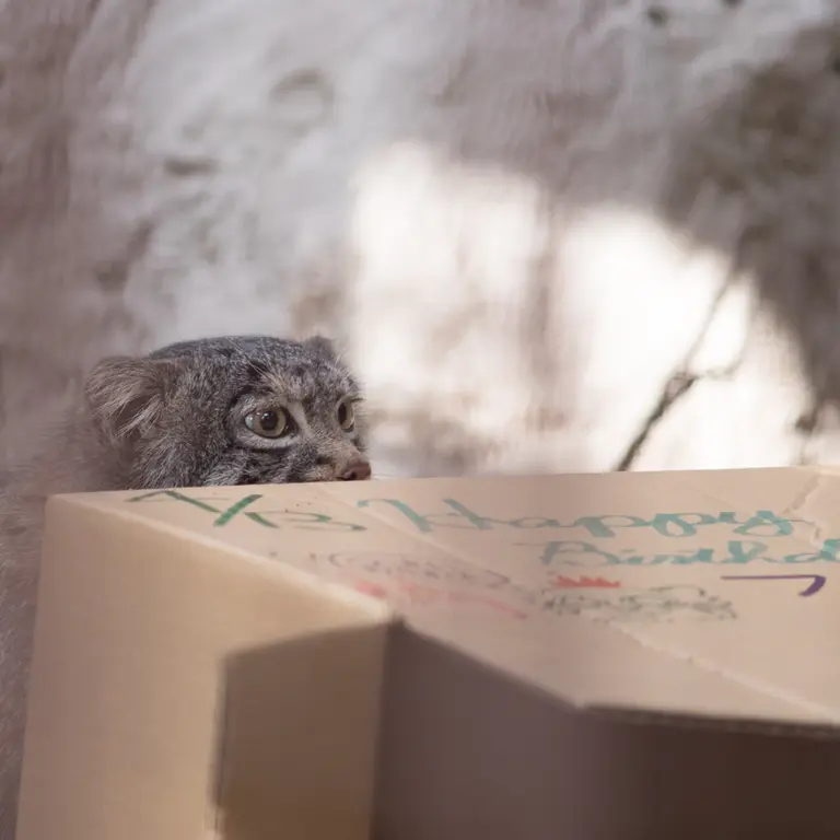 Фотография Фиги в Зоопарке Ногеяме