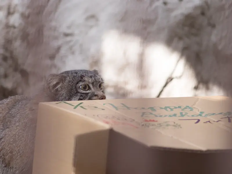 Фотография Фиги в Зоопарке Ногеяме