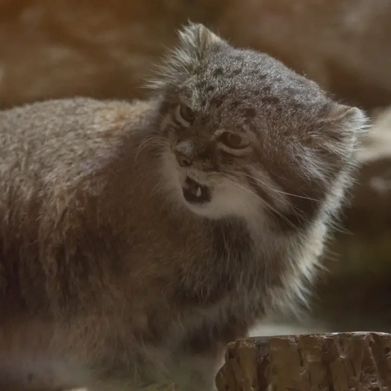 Фотография Клёна в Зоопарке Уено