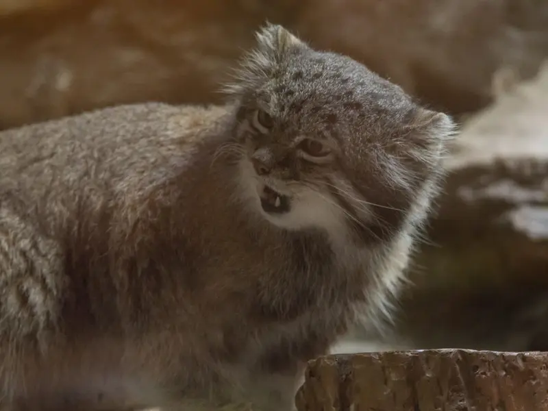 Фотография Клёна в Зоопарке Уено