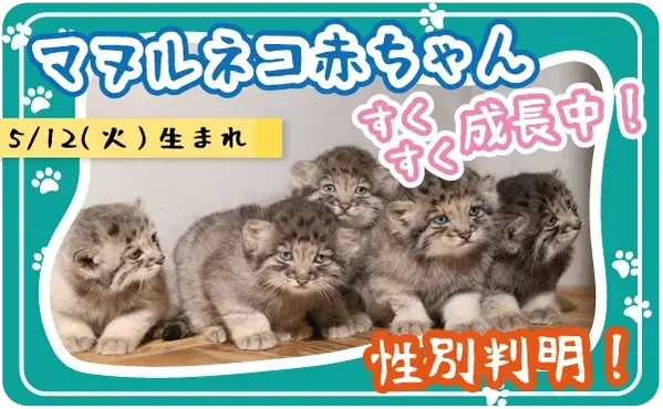 Новости из Kobe Animal Kingdom: пол котят-Азят определён! 💙💗