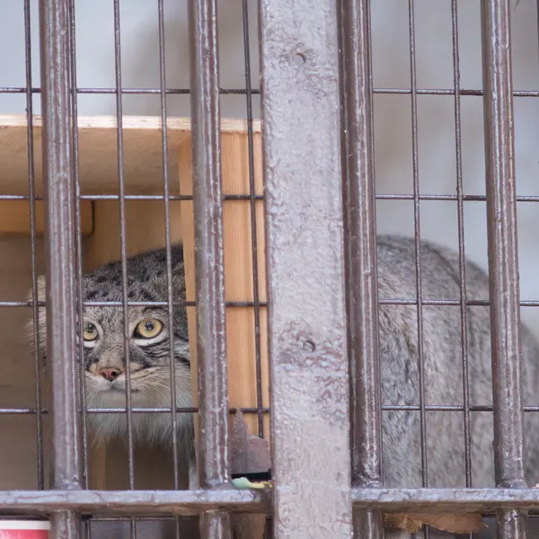 Фотография Фиги в Зоопарке Ногеяме