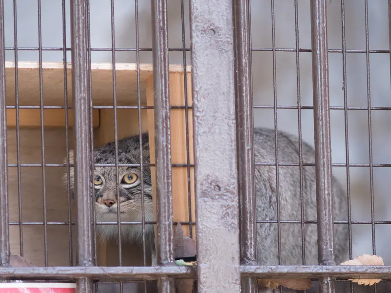 Фотография Фиги в Зоопарке Ногеяме