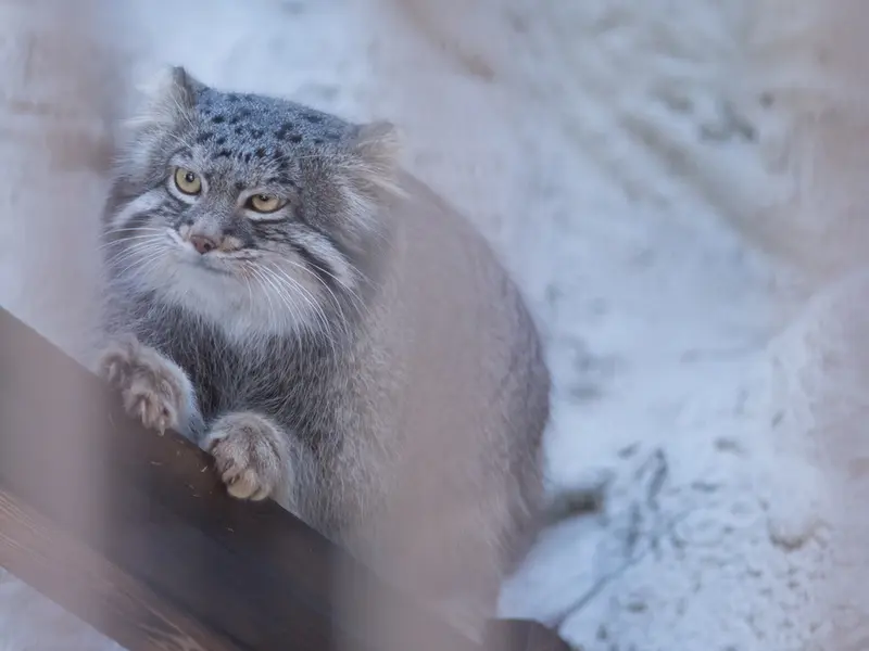 Фотография Фиги в Зоопарке Ногеяме