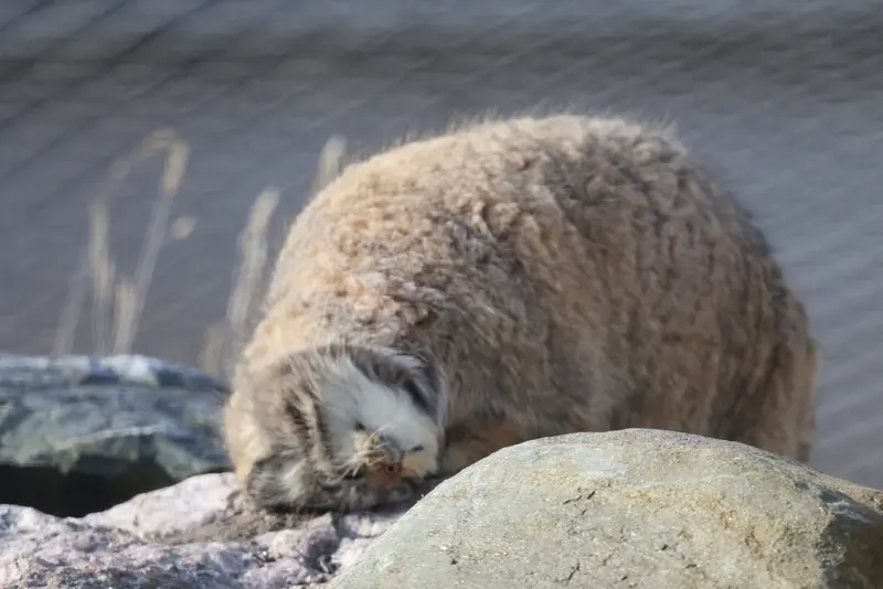 Фотография Мими в Зоопарке Коркеасаари