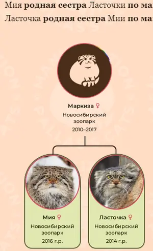 Фотография с манулом