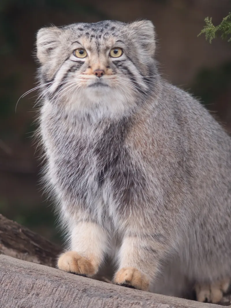 Фотография Нагому в Царстве Животных Насу
