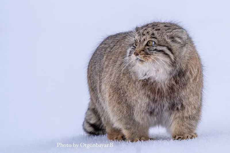 Фотография с манулом