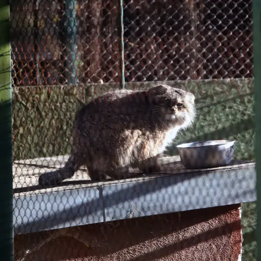 Фотография Паццо в Лодзинском Зоопарке