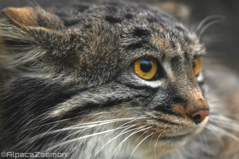 Фотография Мей в Царстве Животных Кобе