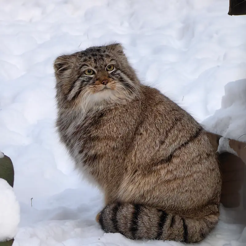 Фотография Лолошика 2024 Г.р. Ⅲ в Новосибирском Зоопарке