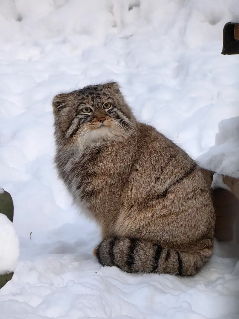 Фотография Лолошика 2024 Г.р. Ⅲ в Новосибирском Зоопарке