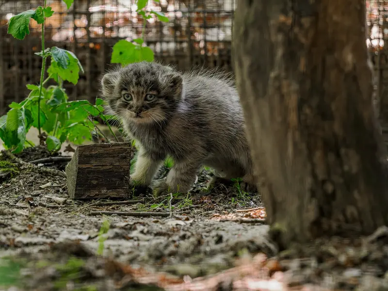 Фотография с манулом в Зоопарке Брно