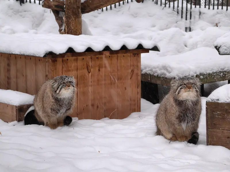 Фотография Евчика 2024 Г.р. Ⅱ и Евчика 2024 Г.р. Ⅳ в Новосибирском Зоопарке