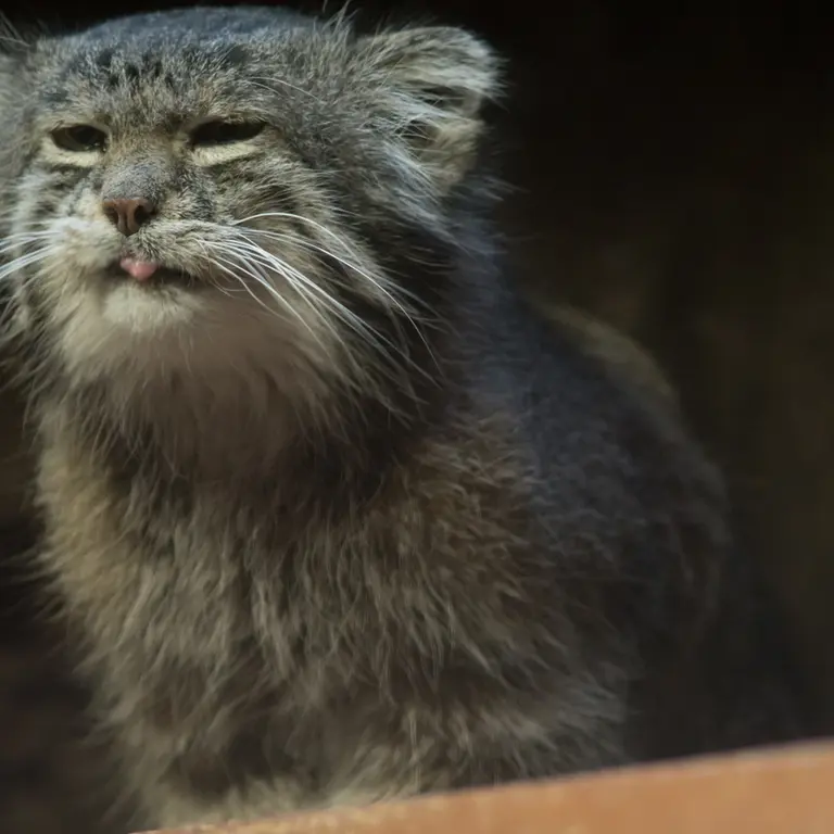 Фотография Клёна в Зоопарке Уено