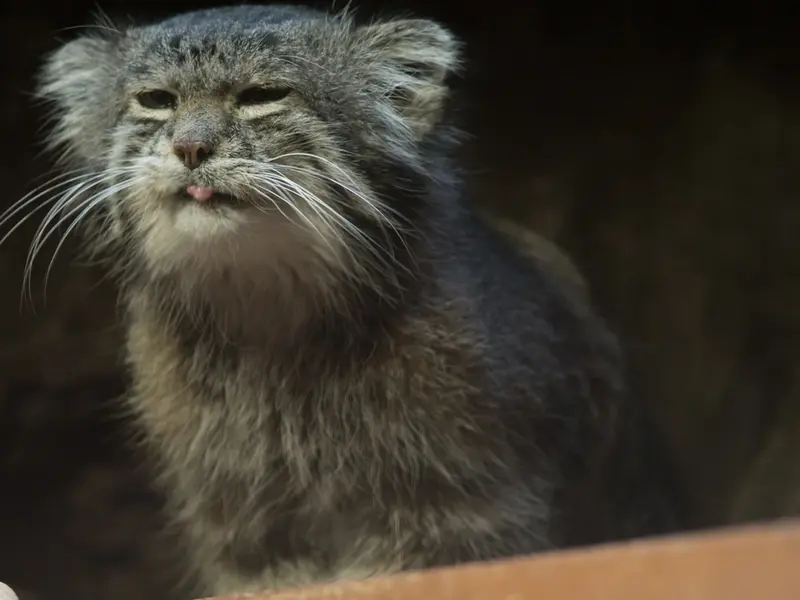 Фотография Клёна в Зоопарке Уено