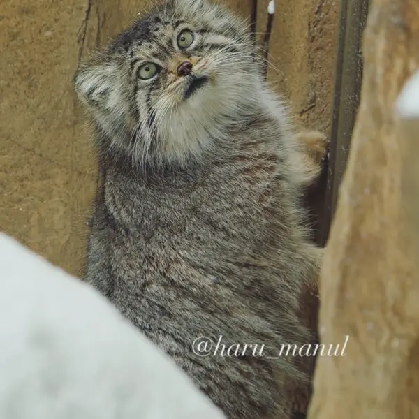 Фотография Полли в Царстве Животных Насу