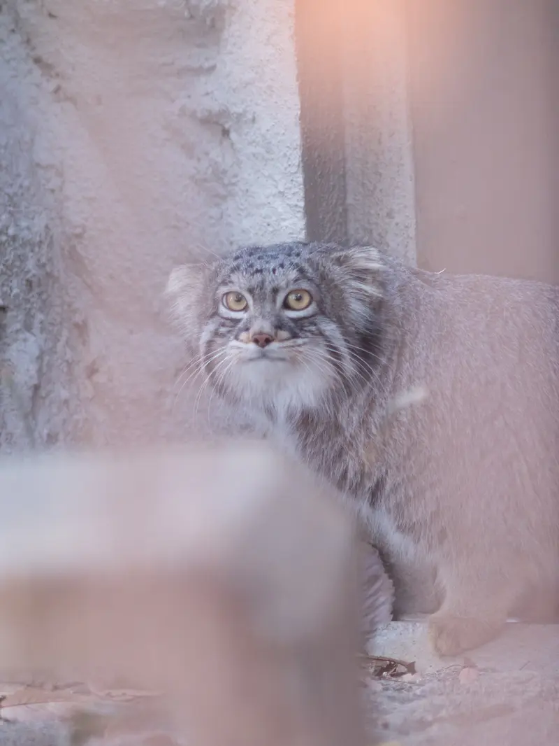 Фотография Фиги в Зоопарке Ногеяме