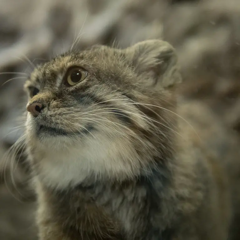 Фотография Примулы в Зоопарке Уено