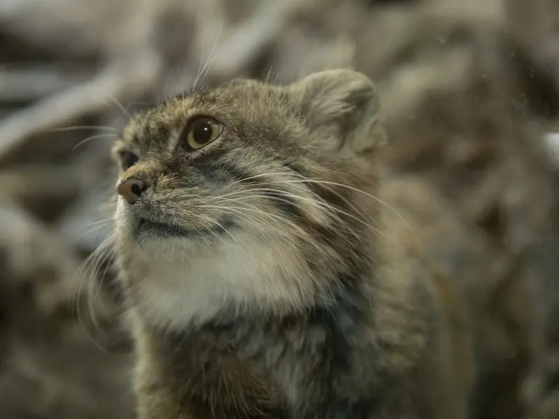 Фотография Примулы в Зоопарке Уено