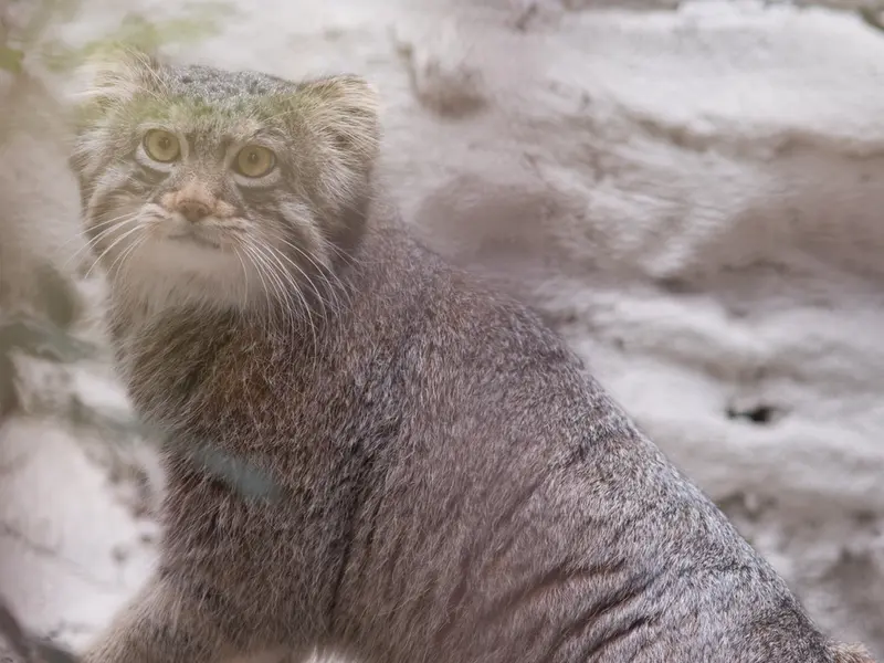 Фотография Фиги в Зоопарке Ногеяме
