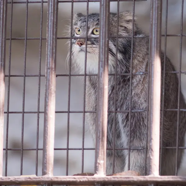 Фотография Фиги в Зоопарке Ногеяме